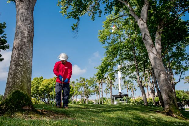 commercial tree service
