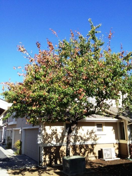 Fire Blight Archives - Arborwell Professional Arborists and Tree Care