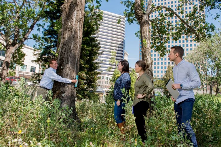 Why Are Trees Important? Arborwell Professional Arborists and Tree Care