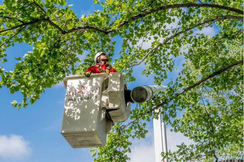 Tree Surgeon Cardiff