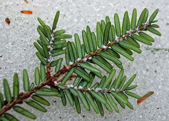 adelgids on hemlock
