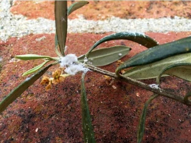 Woolly Aphids: What's That Fuzzy, Fluffy White Stuff on My Tree