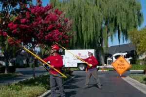 hoa tree service