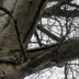 branches03