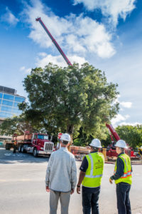 tree service budgeting