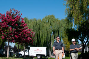 tree care during drought