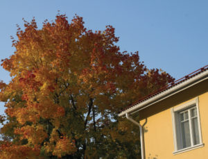 apartment tree maintenance