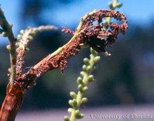 cabbage_palm_caterpillar_frass