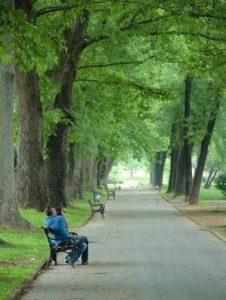 couple-in-treelined-parkopt