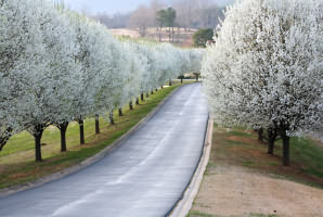 estate.trees2opt