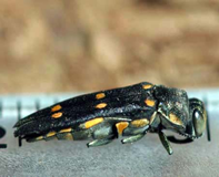 gold-spotted-oak-borer-southern-california
