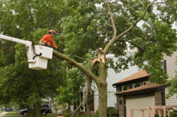 hazardous tree removal