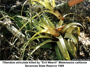 palmetto-weevil-damage