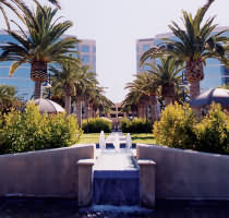 Tree Care Service San Francisco palms.corporate5.corp