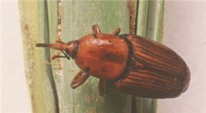 red palm weevil