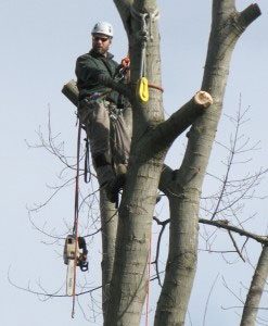 Large Tree Removal Seattle