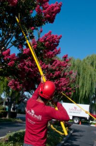 san jose tree service