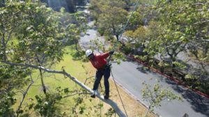 SF & Peninsula tree service