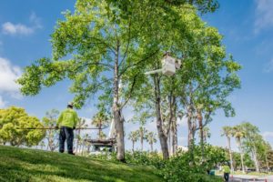 Sacramento tree service