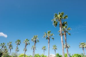 orange county tree service
