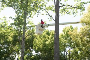 la and ventura county tree service