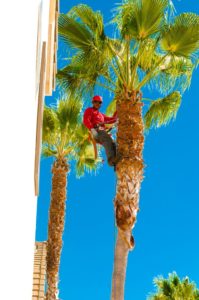 San Diego tree service