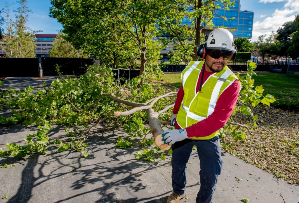 arborwell tree service