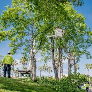 Commercial Landscape Tree Service