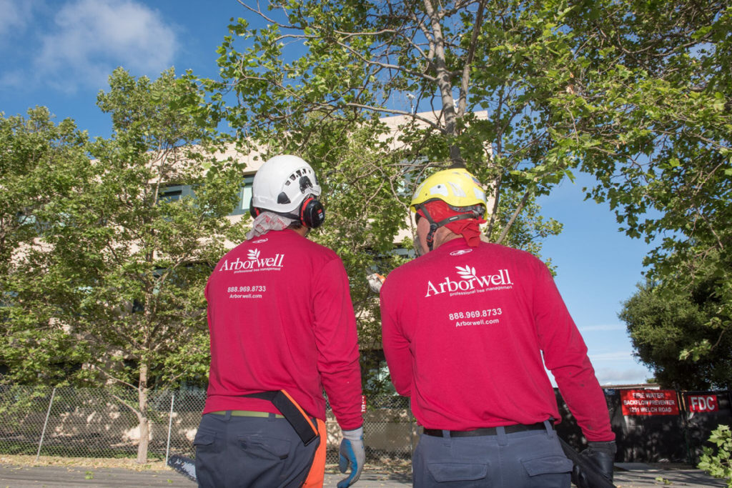 arborist