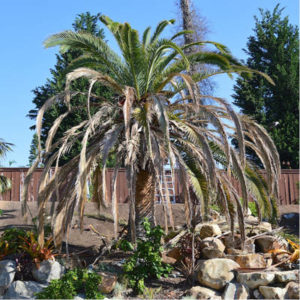 arborist services palm tree