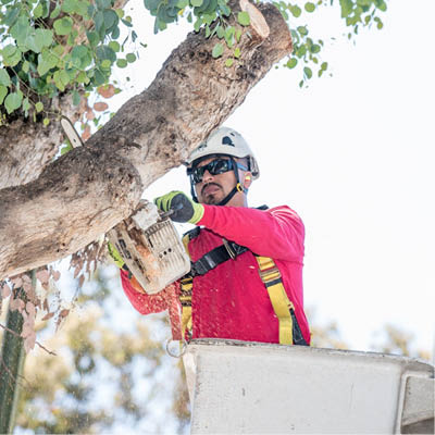 tree removal