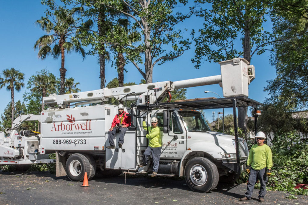 tree maintenance