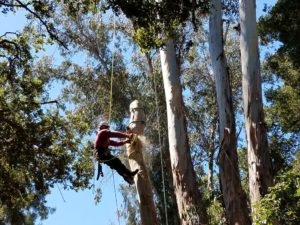 Tree Care Experts