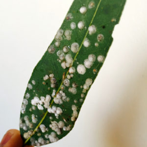 Closeup of Psyllids