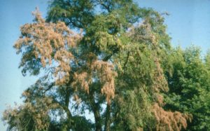 leaves browning due to vert wilt