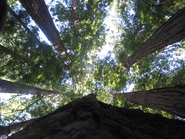 care for redwood trees