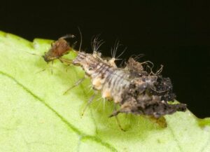 beneficial insects