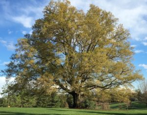 drought resistant trees